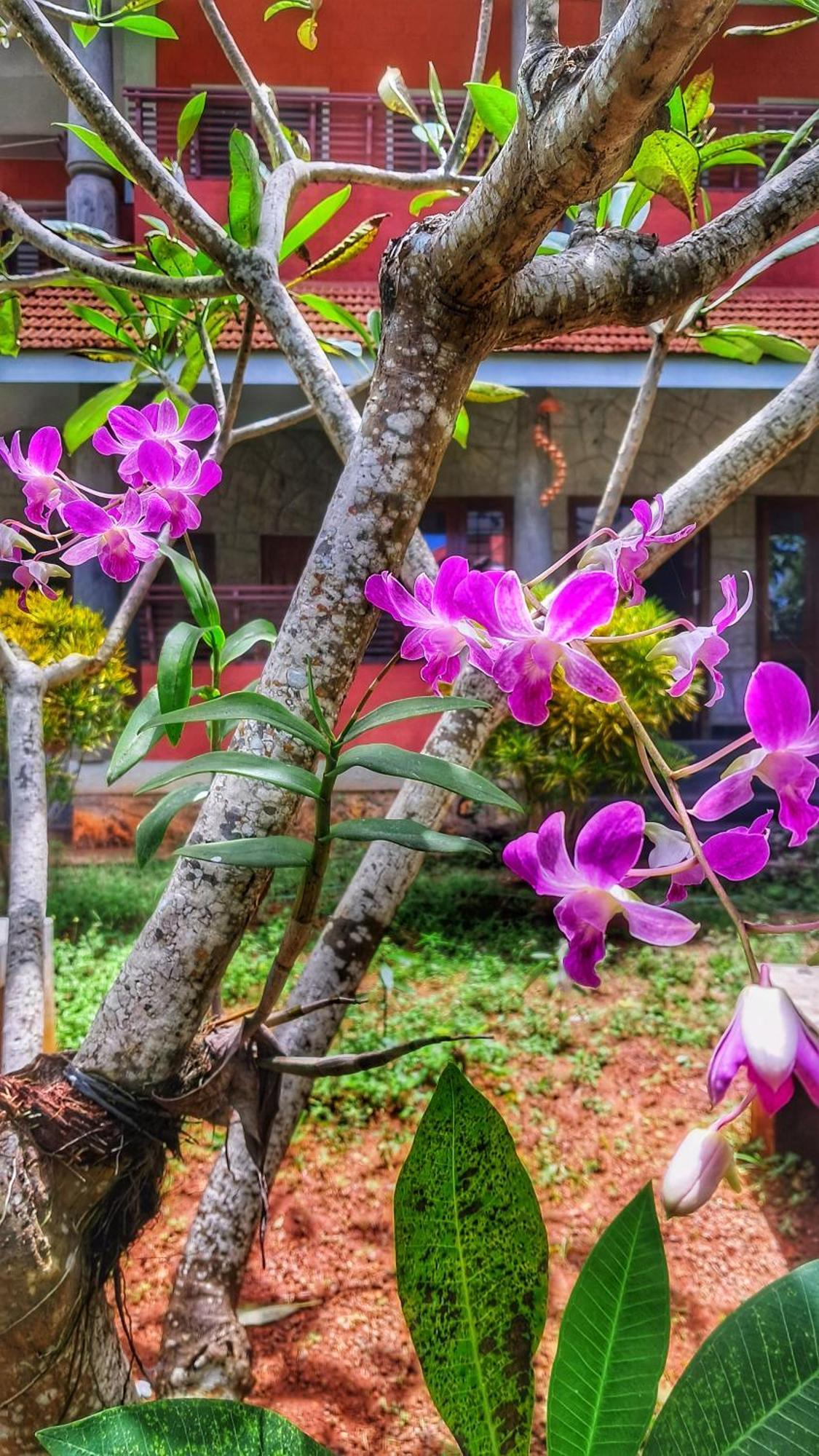 קובאלאם Vedic Heritage Boutique Hotel מראה חיצוני תמונה
